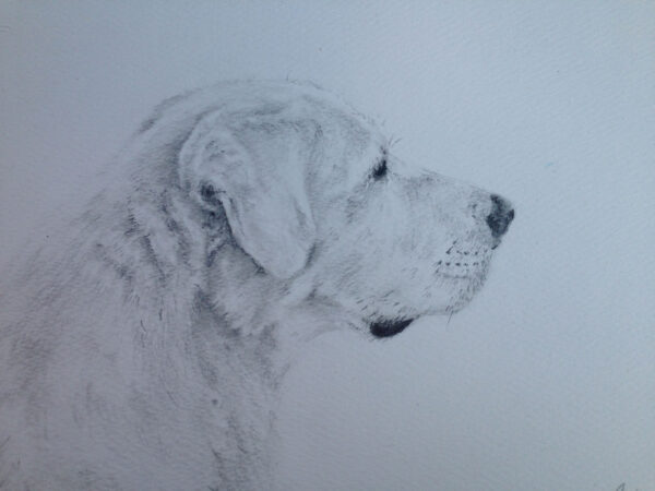 Professional Canine Sketches by Carleen Bussell 6 Professional Canine Sketches by Carleen Bussell