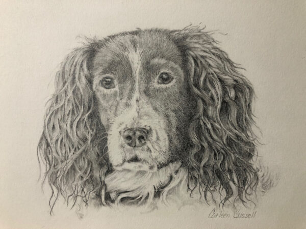 Professional Canine Sketches by Carleen Bussell 2 Professional Canine Sketches by Carleen Bussell